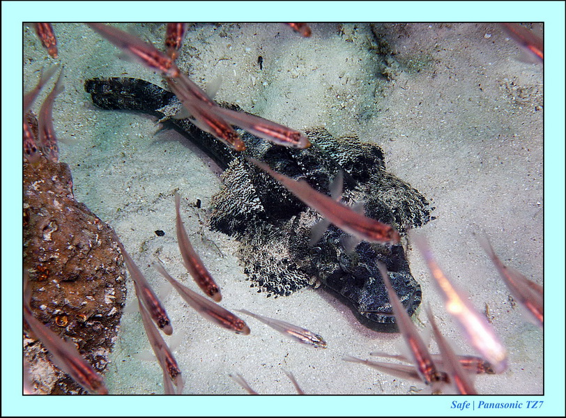 2011 - 08 - Borneo - Mataking 40